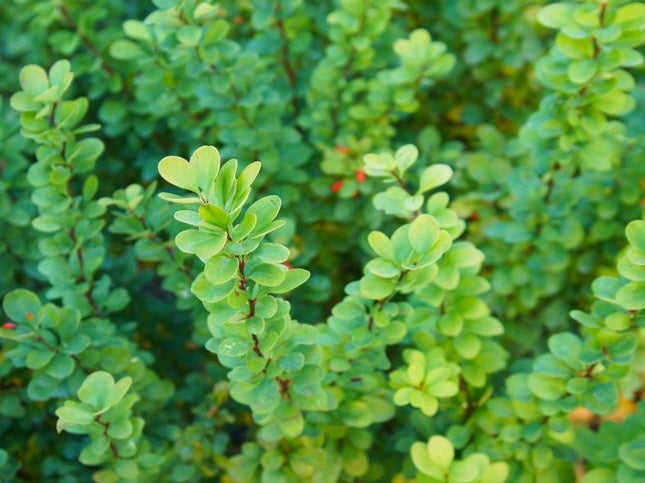 Raugeriškis tubergo 'Erecta'