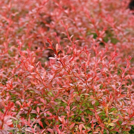 Raugeriškis tubergo 'Orange Dream'