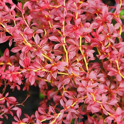 Raugeriškis tubergo 'Orange Dream'