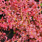 Raugeriškis tubergo 'Orange Dream'