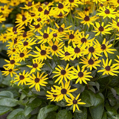 Collection image for: Rudbekijos