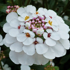 Collection image for: Rūdgrūdėlės