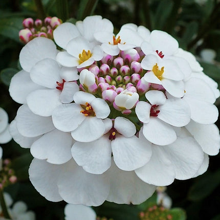 Rudgrūdėlė visžalė 'Masterpiece'
