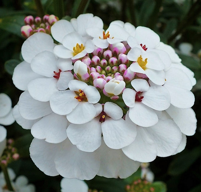 Rudgrūdėlė visžalė 'Masterpiece'