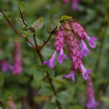 Raudonėlis paprastasis 'Bristol Cross'