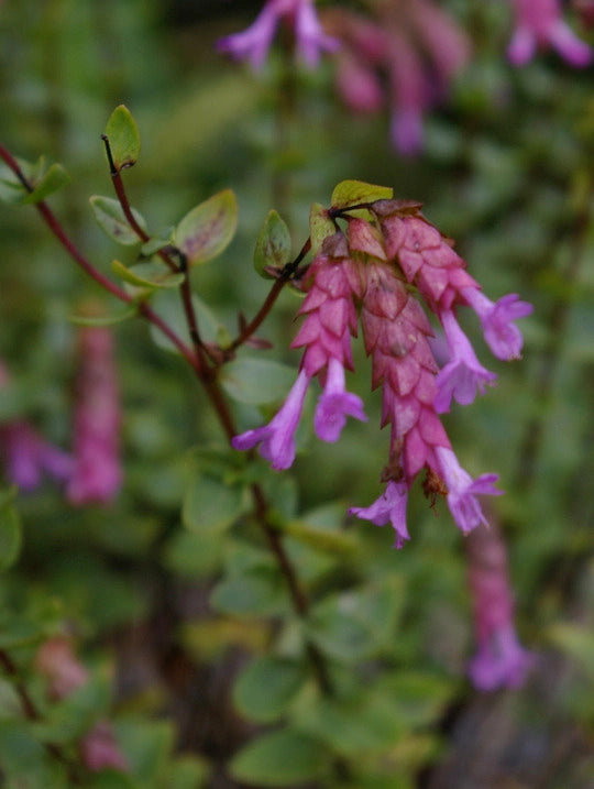 Raudonėlis paprastasis 'Bristol Cross'