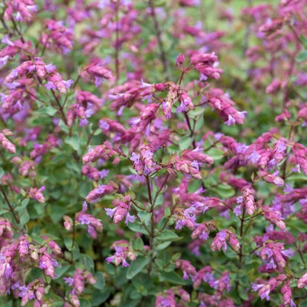 Raudonėlis paprastasis 'Bristol Cross'
