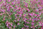 Raudonėlis paprastasis 'Bristol Cross'