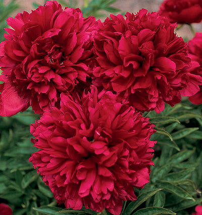 Bijūnas 'Red Grace'