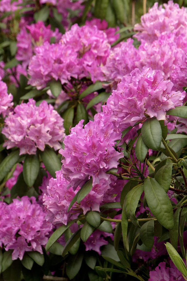 Rododendras 'Roseum Elegans'