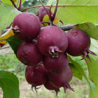 Obelaitė rojaus 'Ola'