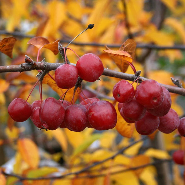 Obelaitė rojaus 'Red Sentinel'