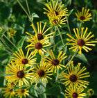 Rudbekija 'Henry Eilers'