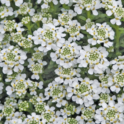 Rudgrūdėlė visžalė 'Snowflake'