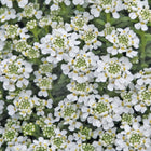 Rudgrūdėlė visžalė 'Snowflake'