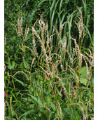 Rūgtis dėmėtoji 'White Eastfield'