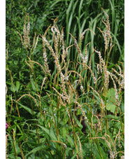 Rūgtis dėmėtoji 'White Eastfield'