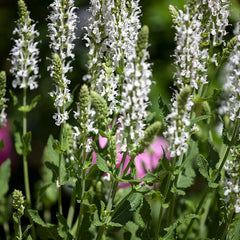 Collection image for: Šalavijai