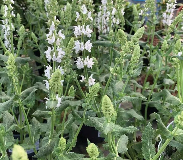 Šalavijas gojinis 'Salute White'