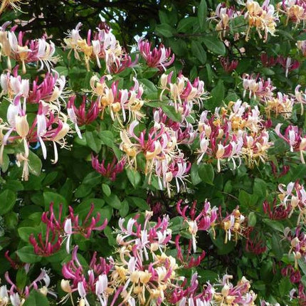 Sausmedis vijoklinis 'Serotina'