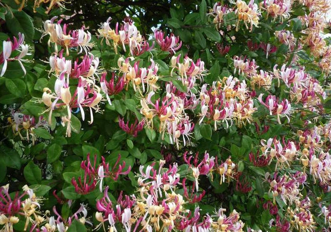Sausmedis vijoklinis 'Serotina'