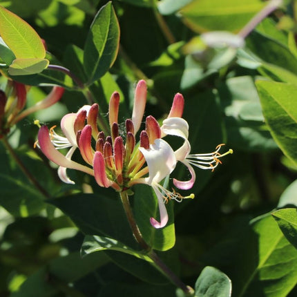 Sausmedis vijoklinis 'Serotina'