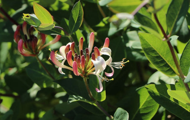 Sausmedis vijoklinis 'Serotina'