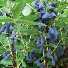 Collection image for: Sausmedžiai
