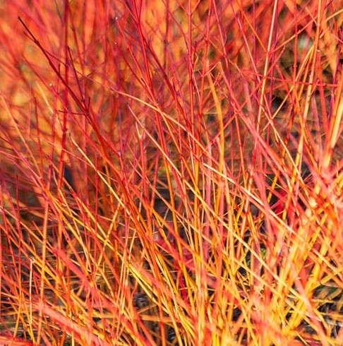 Sedula raudonoji 'Winter beauty'