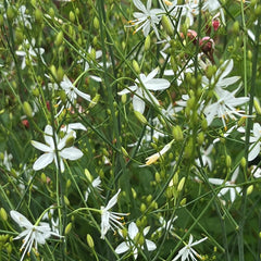 Collection image for: Šiaudeniai