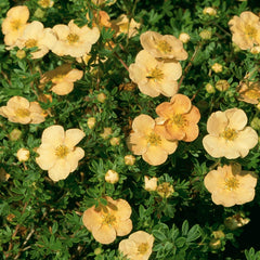 Collection image for: Sidabrakrūmiai