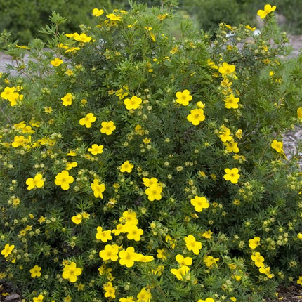 Sidabrakrūmis paprastasis 'Goldfingers'