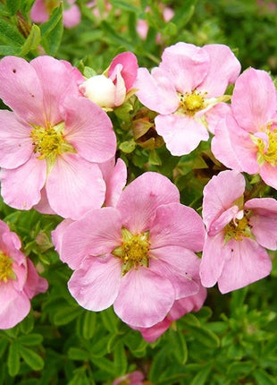 Sidabrakrūmis paprastasis 'Pink Queen'