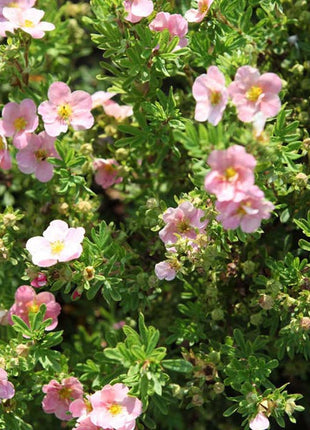 Sidabrakrūmis paprastasis 'Pink Queen'