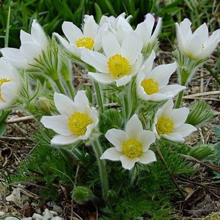 Šilagėlė paprastoji 'Pinwheel white'