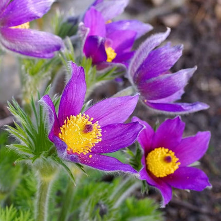 Šilagėlė paprastoji 'Blue Violet'