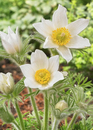 Šilagėlė paprastoji 'White'