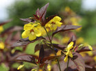 Šilingė blakstienuotoji 'Firecracker'