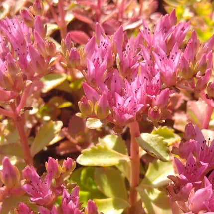 Šilokas kaukazinis 'Coccineum'