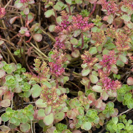 Šilokas kaukazinis 'Coccineum'