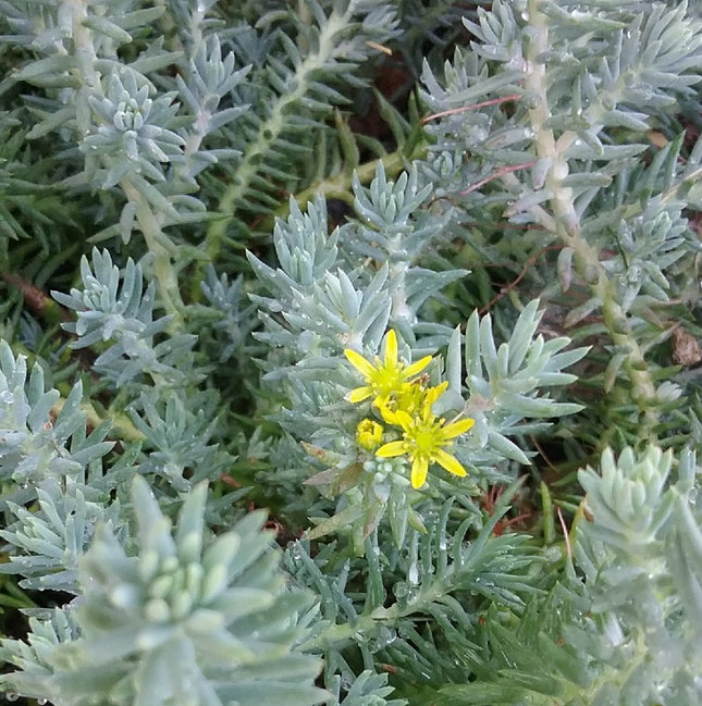 Šilokas lenktalapis 'Blue Spruce'