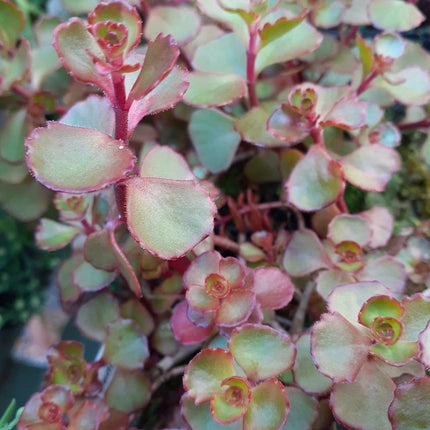 Šilokas 'Mahogany Red'