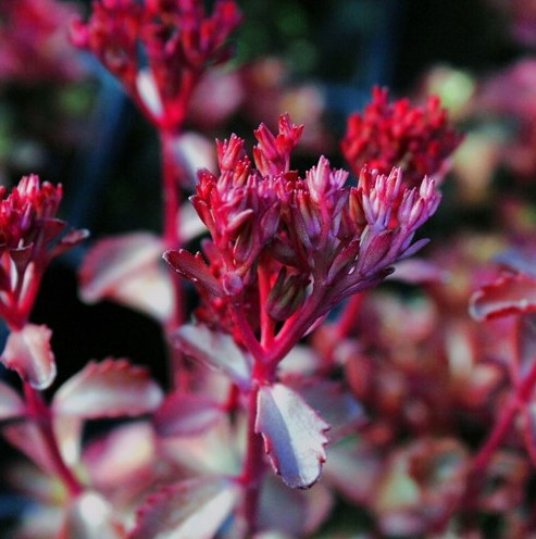 Šilokas 'Mahogany Red'