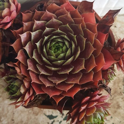 Šilropė 'BigSam Ruby Star'