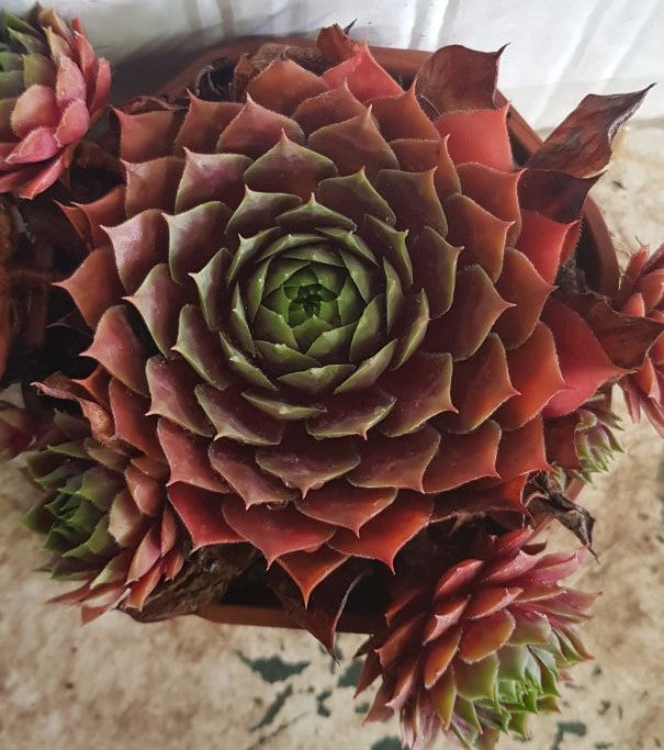 Šilropė 'BigSam Ruby Star'