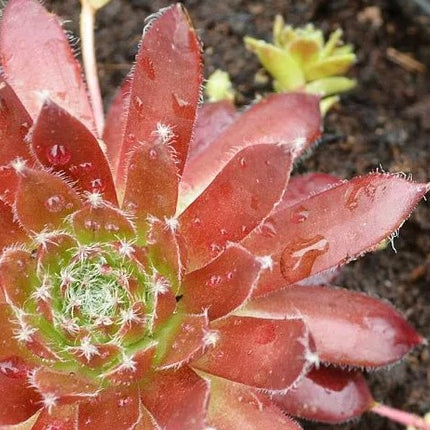 Šilropė 'Cassiopea'
