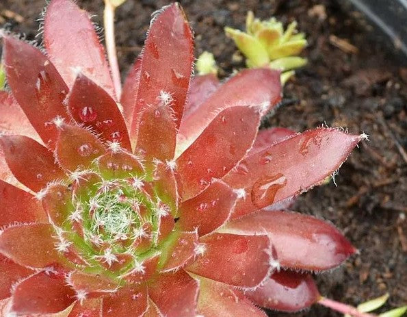 Šilropė 'Cassiopea'