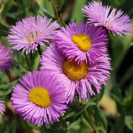 Šiušelė puošnioji 'Rosa Juwel'