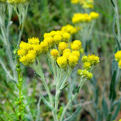Collection image for: Šlamučiai