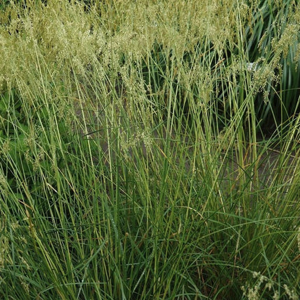 Šluotsmilgė kupstinė 'Goldschleier'